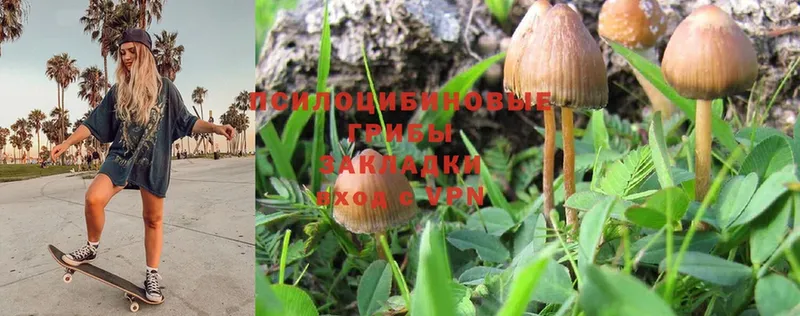 хочу наркоту  Черногорск  Галлюциногенные грибы Psilocybe 